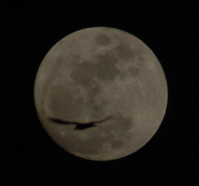 Mond mit Vogel