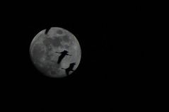 Mond mit Zugvögel
