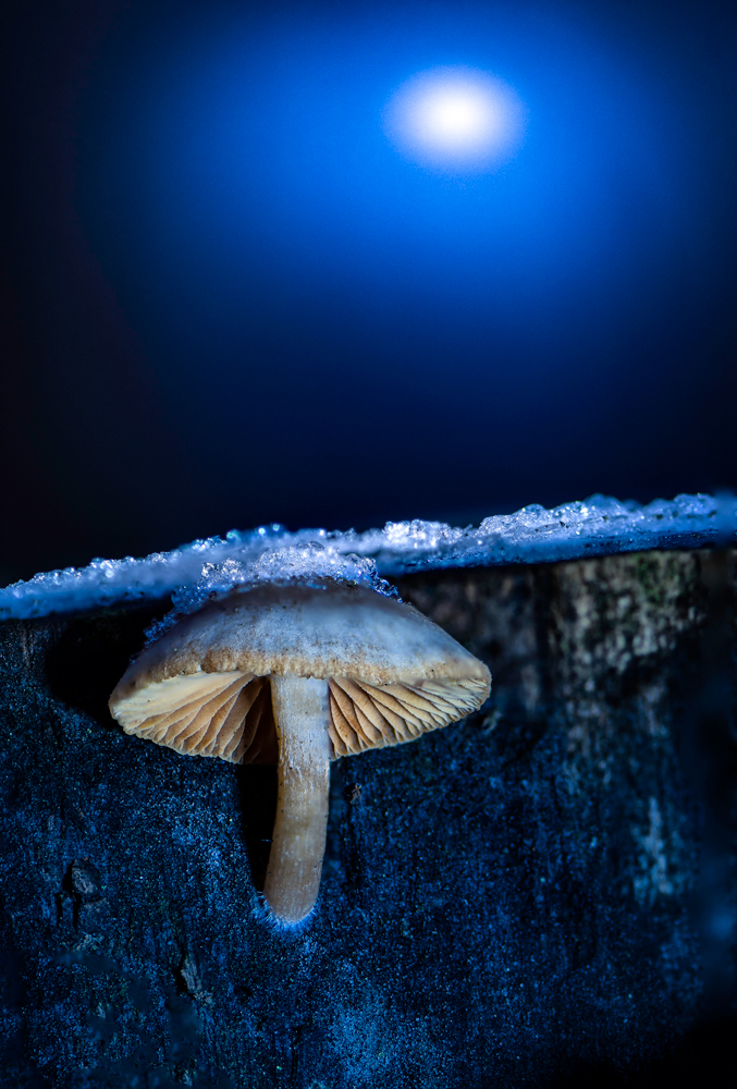 Mond-Pilz