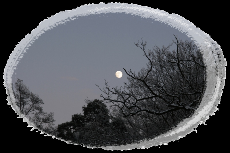 Mond schaut durch die Bäume