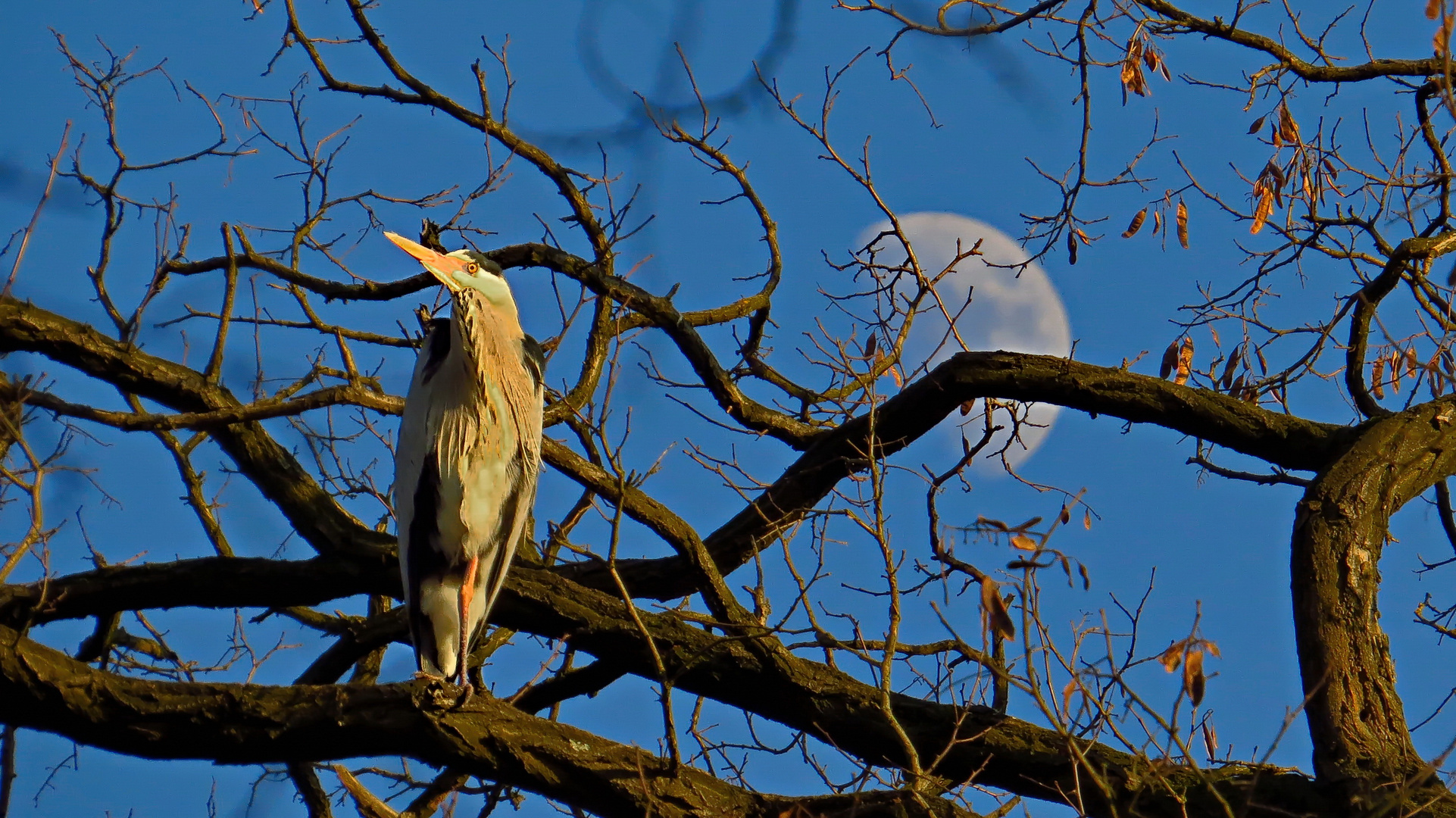 Mond Süchtig