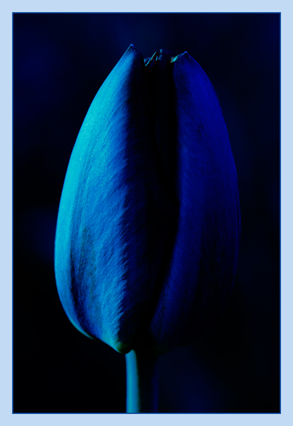 Mond-Tulpe