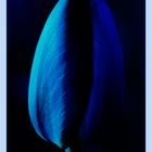 Mond-Tulpe