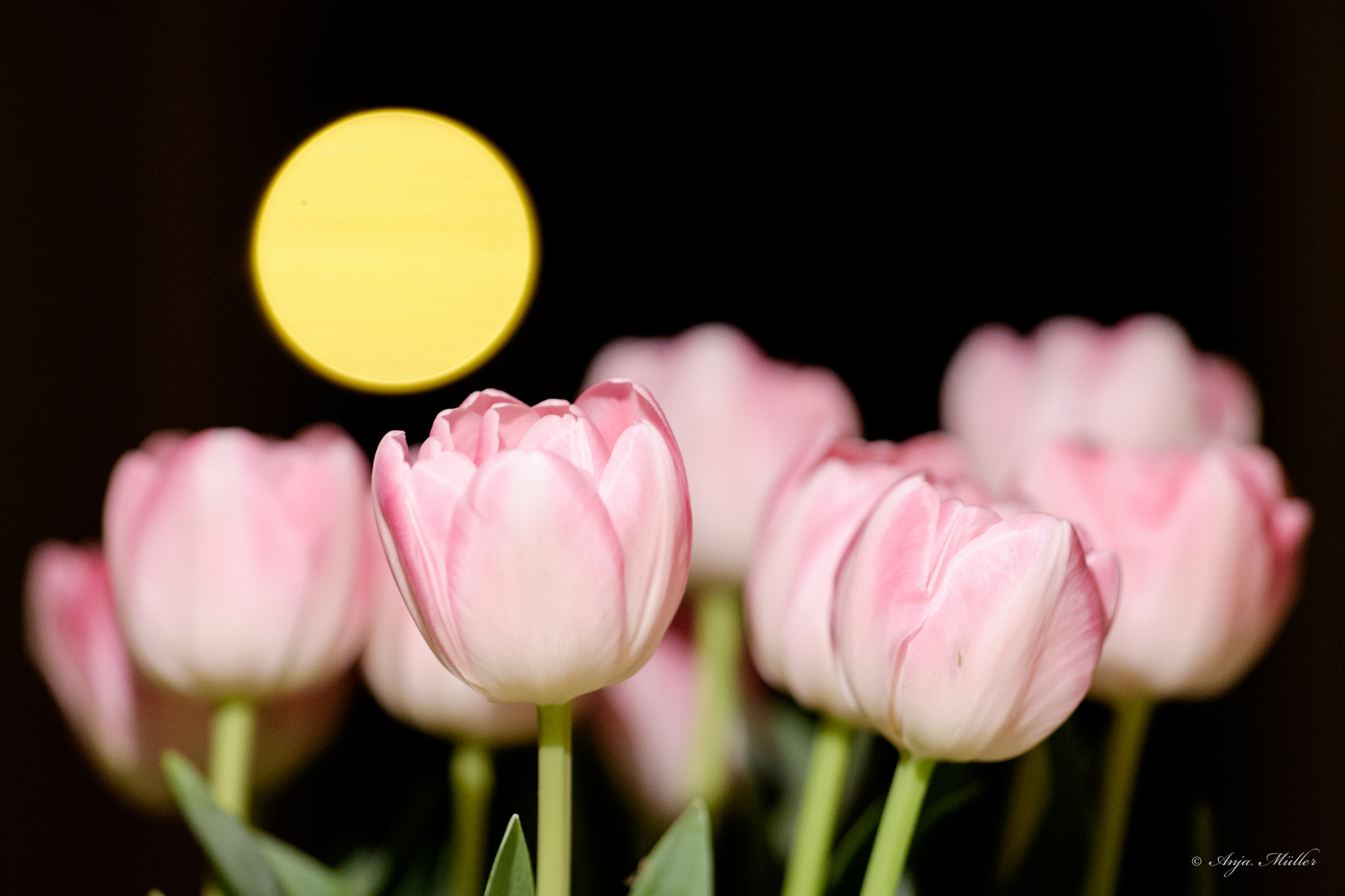 Mond-Tulpen