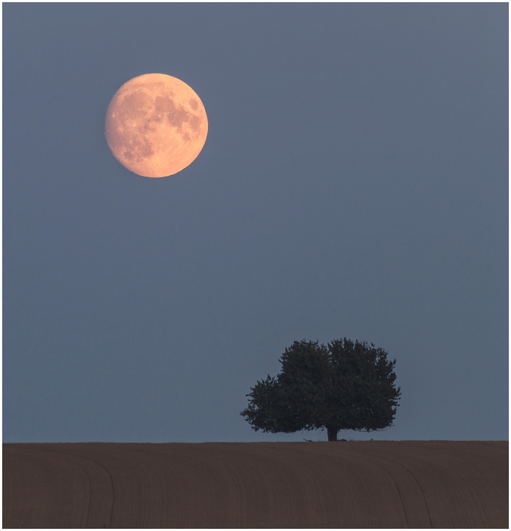 Mond über Bäumchen 