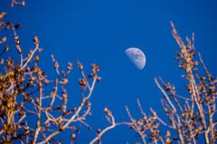 Mond über Bonn