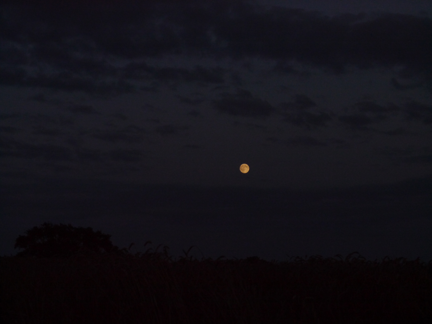 Mond über dem Getreidefeld