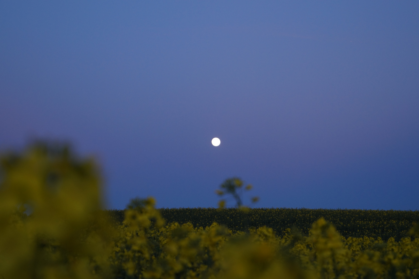 Mond über dem Rapsfeld