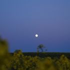 Mond über dem Rapsfeld