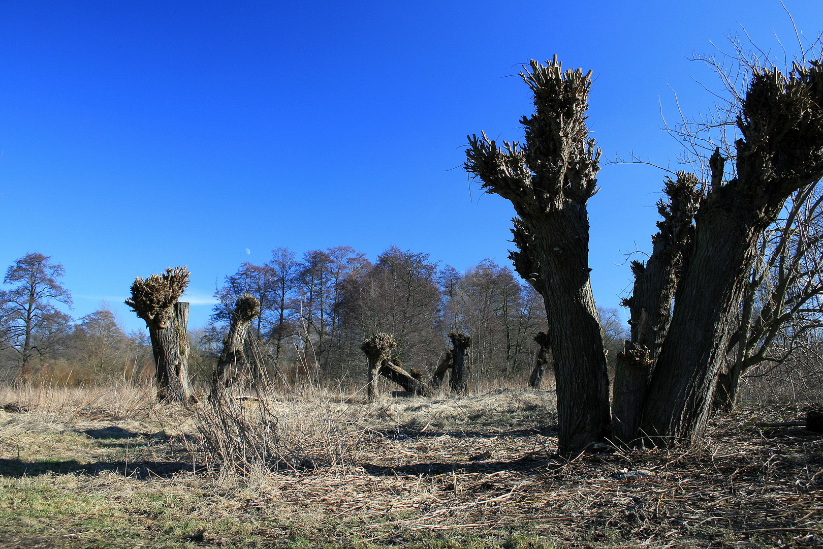 mond über dem urwald