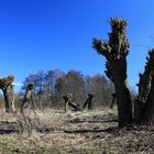 mond über dem urwald