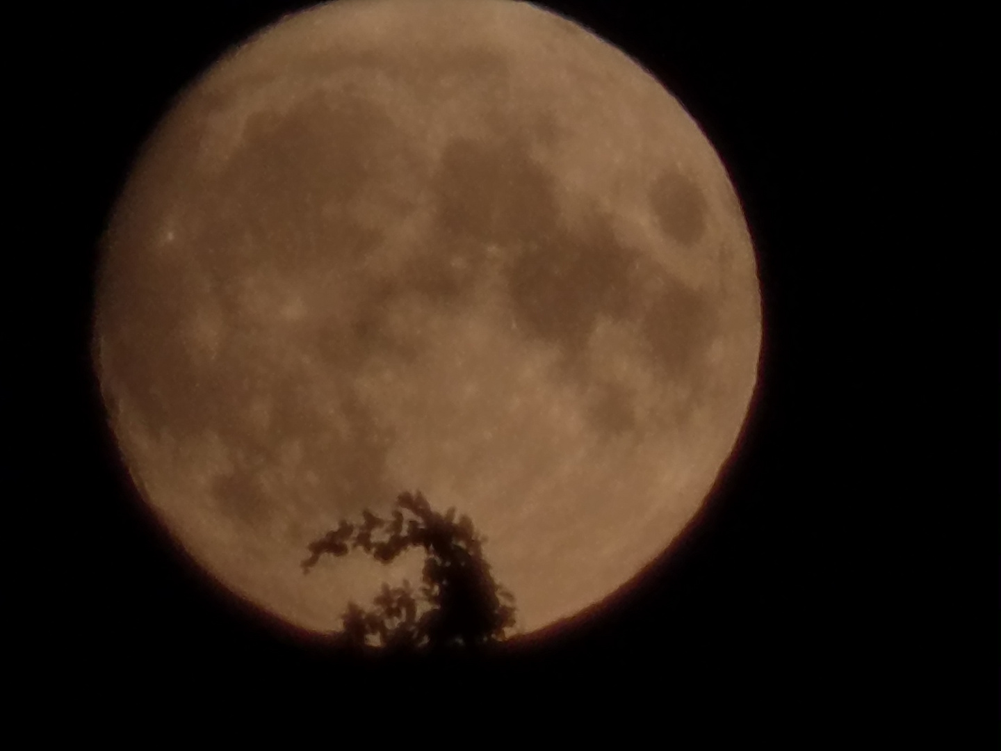 Mond über den Baumwipfeln