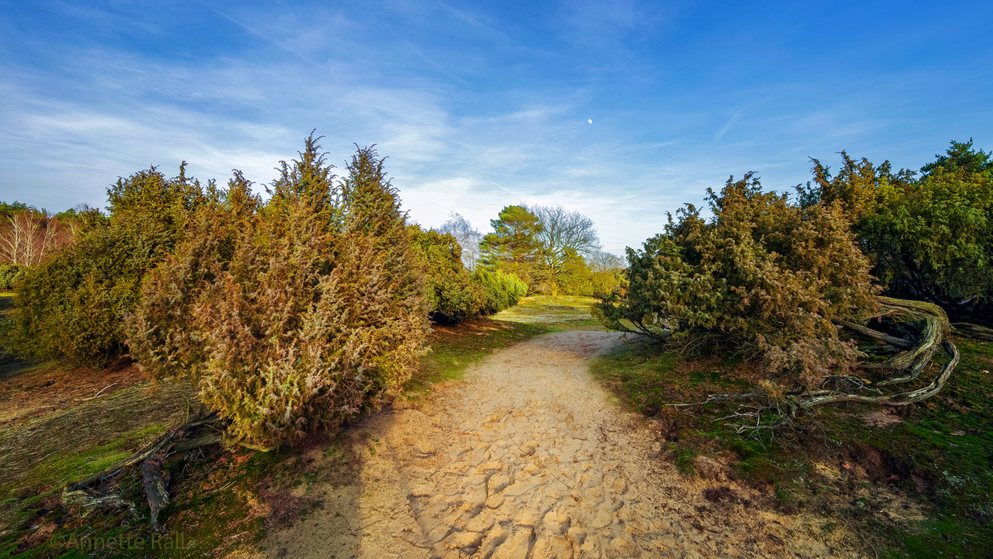 Mond über der Heide