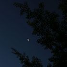 Mond über Ginkgobaum