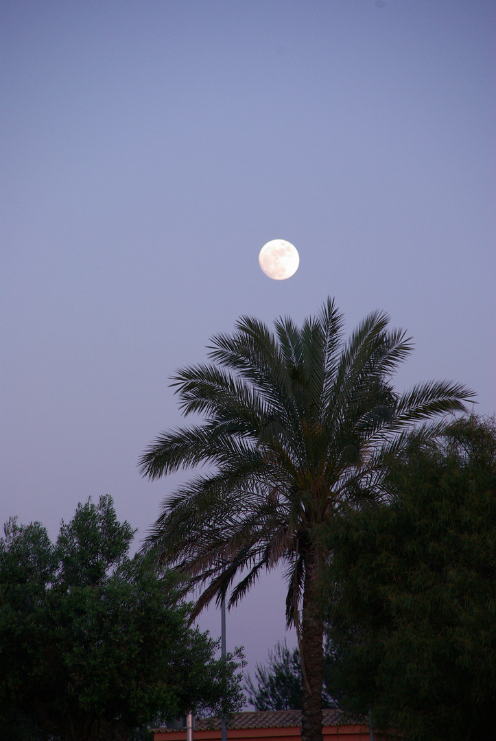 Mond über Palme