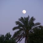 Mond über Palme