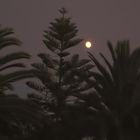 Mond über Palmen