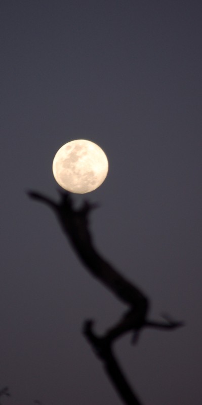 Mond über Savuti von Philipp Messerli