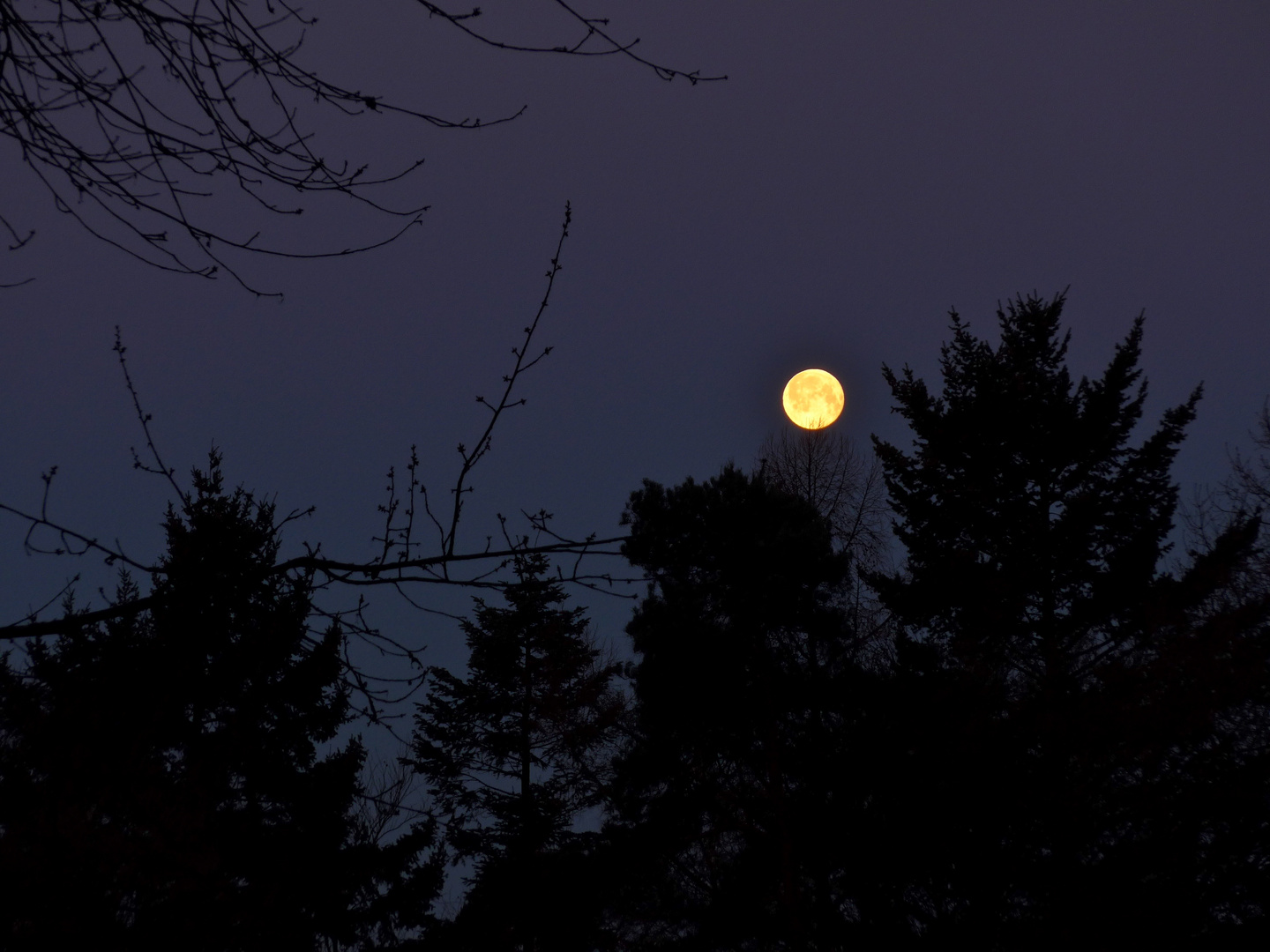 mond über wipfeln