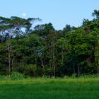 Mond überm Urwald