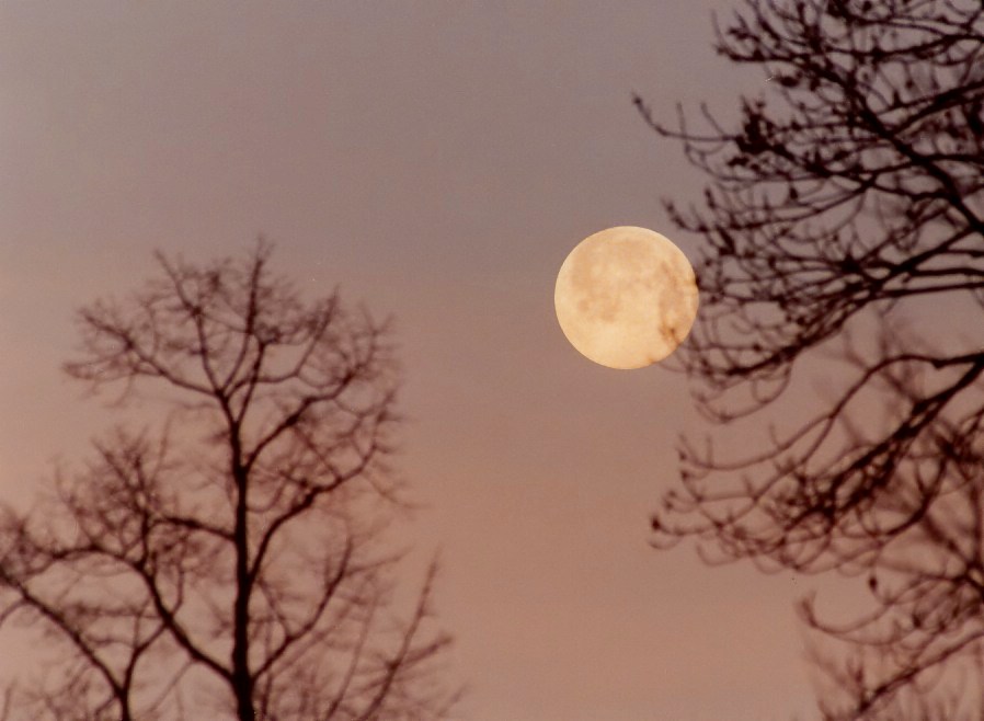 Mond und Bäume kurz vor Sonnenaufgang