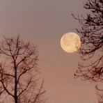 Mond und Bäume kurz vor Sonnenaufgang
