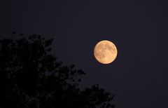 Mond und Baum