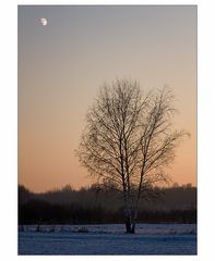 Mond und der Baum.