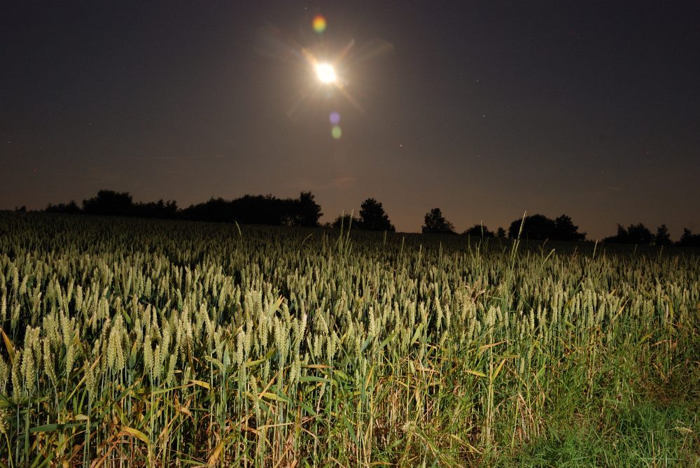 Mond und Feld