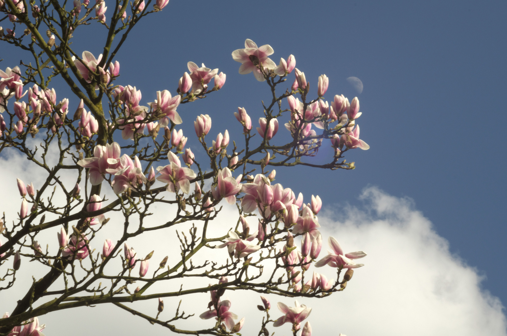 Mond und Magnolie