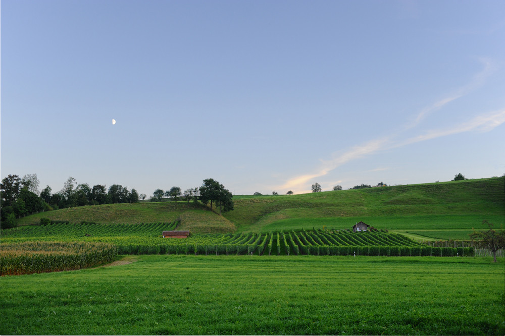 Mond und Reben