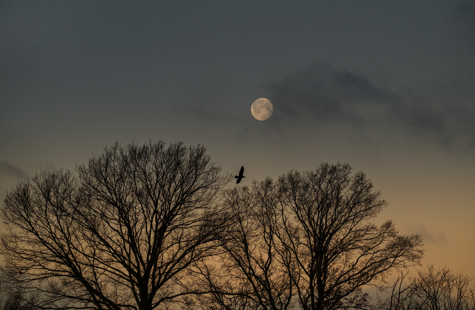 Mond und Vogel