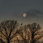 Mond und Vogel