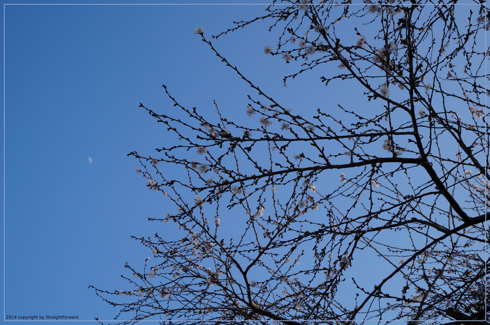 Mond und winterblühende Zierkirsche vor blauem Himmel