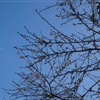 Mond und winterblühende Zierkirsche vor blauem Himmel