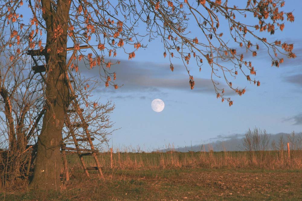 Mond unterm Baum