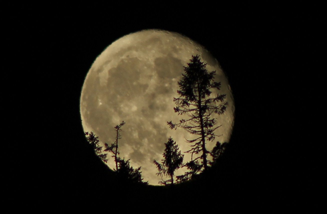 Mond versteckt sich hinter Baumgipfeln