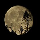Mond versteckt sich hinter Baumgipfeln