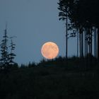 Mond versteckt sich im Wald