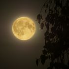 Mond vor dem Fenster