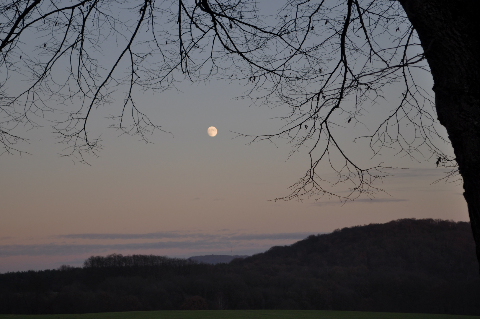 Mond zwischen Ästen I