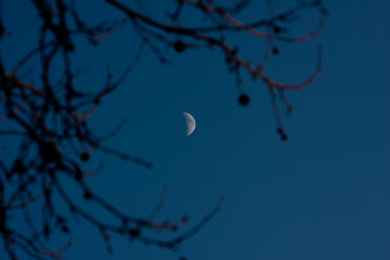 Mond zwischen den Zweigen