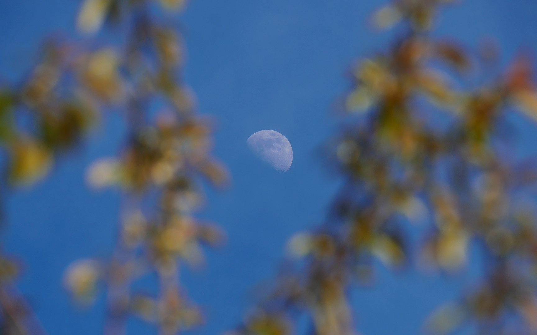 Mond zwischen Kirschzweigen