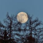 Mond zwischen Lärchen 18.02.2019