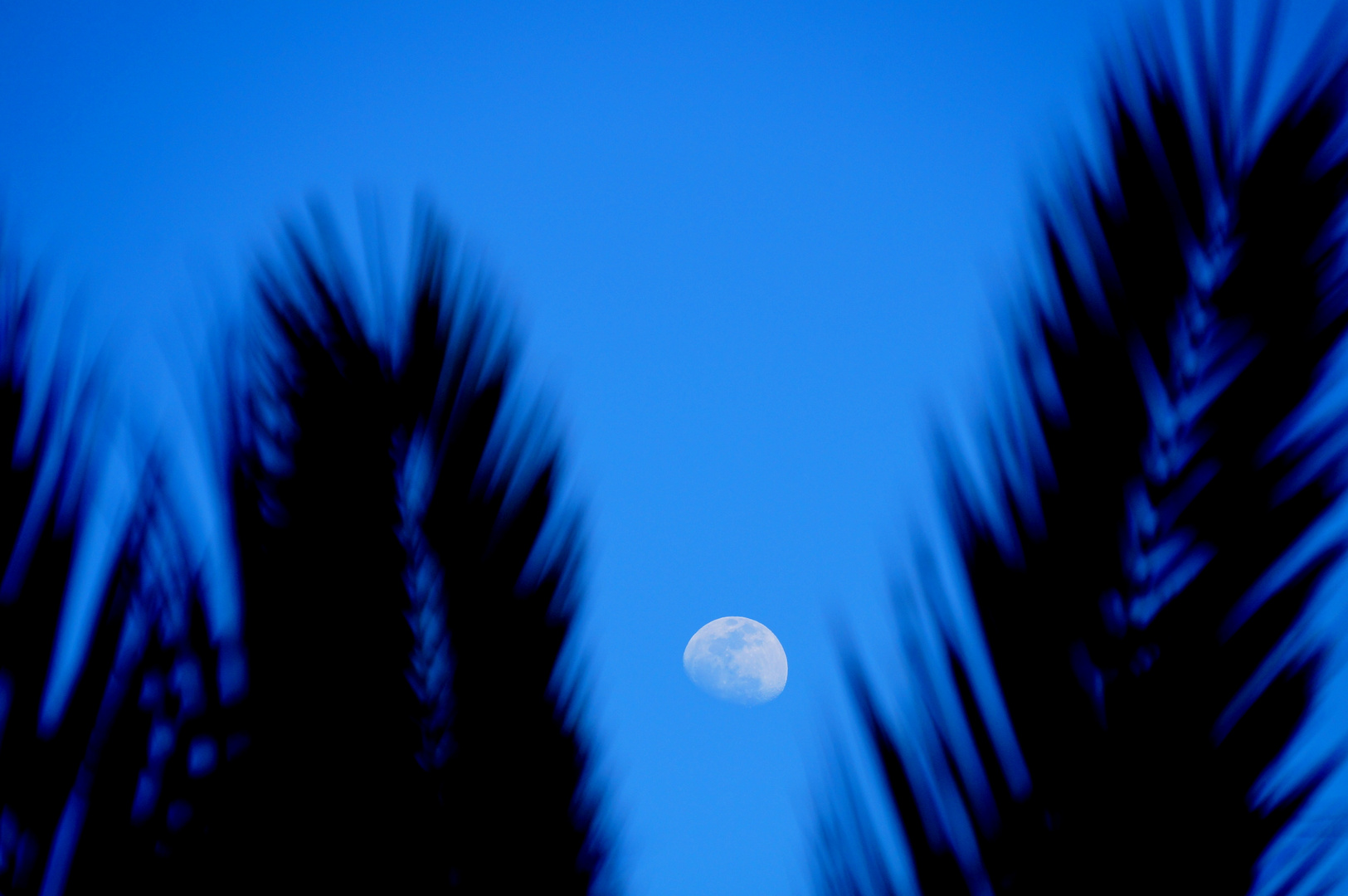 Mond zwischen Palmen