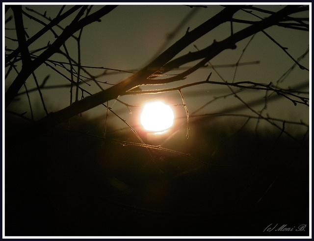 Mond zwischen Zweigen