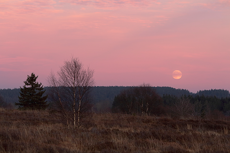 ~ Mondaufgang im Moor ~