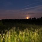 Mondaufgang im Naturpark Elmpter Bruch