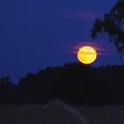 Mondaufgang in blauer Stunde