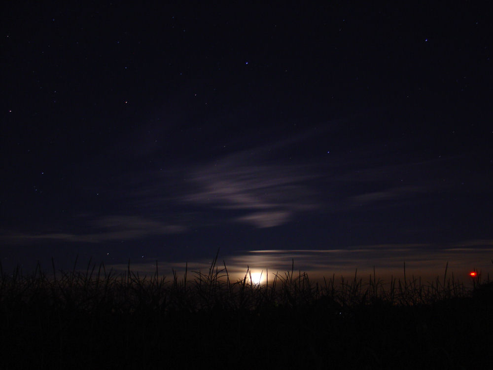 Mondaufgang über dem Maisfeld....